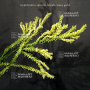 cryptomeria-spiralis-falcata-kiara-gold