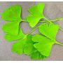 Ginkgo biloba