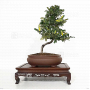 eleagnus-pungens-maculata-aurea-03110221
