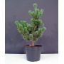 pinus-parviflora-var-negishi