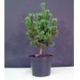 Pinus parviflora ssp. pentaphylla hagoromo pot 7.5