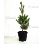 pinus pentaphylla variété "glauca" pot 3 litres