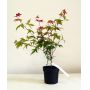 Acer palmatum DESHOJO de bouture 3l