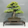 pinus-pentaphylla-ref-02060237