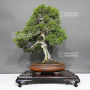 juniperus chinensis ref: 30080231