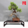 juniperus chinensis itoigawa 080902313