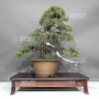 juniperus-rigida-ref-1711232