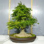 VENDU acer palmatum 1405251
