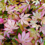 acer palmatum diva