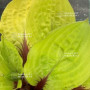 hosta lemon snap