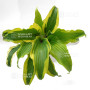 hosta monkey business