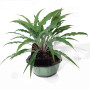 hosta silly string