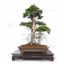 VENDU Juniperus rigida 20070251
