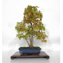 Acer palmatum ref: 23070252