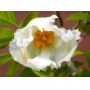 pseudocamelia japonica 23070254