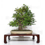 acer palmatum beni chidori 23070255