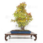 Acer palmatum ref: 24070251