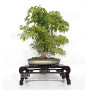 Acer palmatum ref: 24070252