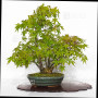 acer palmatum ref: 24070254