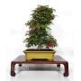 acer palmatum deshojo 24070253