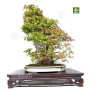 acer palmatum beni chidori 24070257