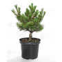 Pinus parviflora var. iona