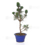 Pinus thunbergii kotobuki 30-35 cm