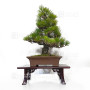 Pinus thunbergii ref: 120202513