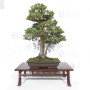 pinus pentaphylla 120202510