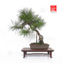 pinus densiflora ref : 210202511