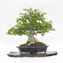 acer buergerianum ref: 25090252