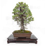 pinus pentaphylla ref: 25090254
