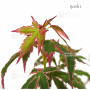acer palmatum ijoshi