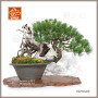 PINUS PENTAPHYLLA ref:13010263