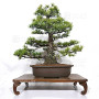 pinus-pentaphylla-ref-10040261