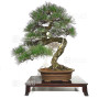 Pinus thunbergii ref: 28070262