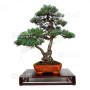 PINUS PENTAPHYLLA ref: 28070261