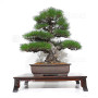 Pinus thunbergii ref: 16070261