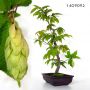 Graines de carpinus japonica