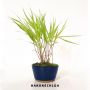 hakonechloa macra aureola livrée pot plastique