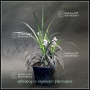 ophiopogon planiscapus nigrescens pot 0.8 li