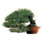 +- 50 graines de Pinus Densiflora