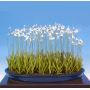 Habenaria radiata orchidée lot de 3 bulbes