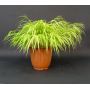 hakonechloa all gold livrée en pot plastique