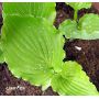 hosta-candy-dish