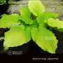 Hosta Dancing queen