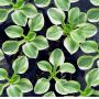 hosta-frosted-mouse-ears