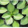 hosta-holy-mouse-ears