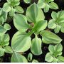 hosta-lucky-mouse-ears