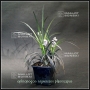 ophiopogon-noir-pot-1-4-litre
